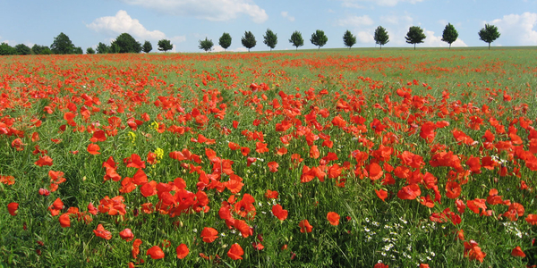 In Flanders Fields